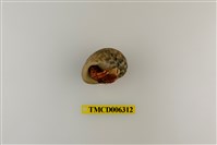 藏品(光螯硬殼寄居蟹)的圖片